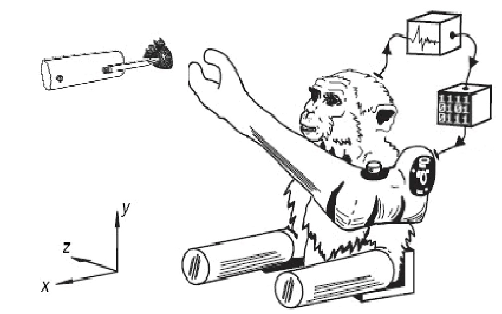 קוף מקוק מפעיל זרוע מלאכותית, באמצעות ממשק מוח-מחשב, כדי להגיע למזון (וליסט, 2008)